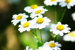 foto 1 de la ficha