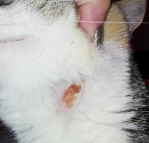 alergia en gatos