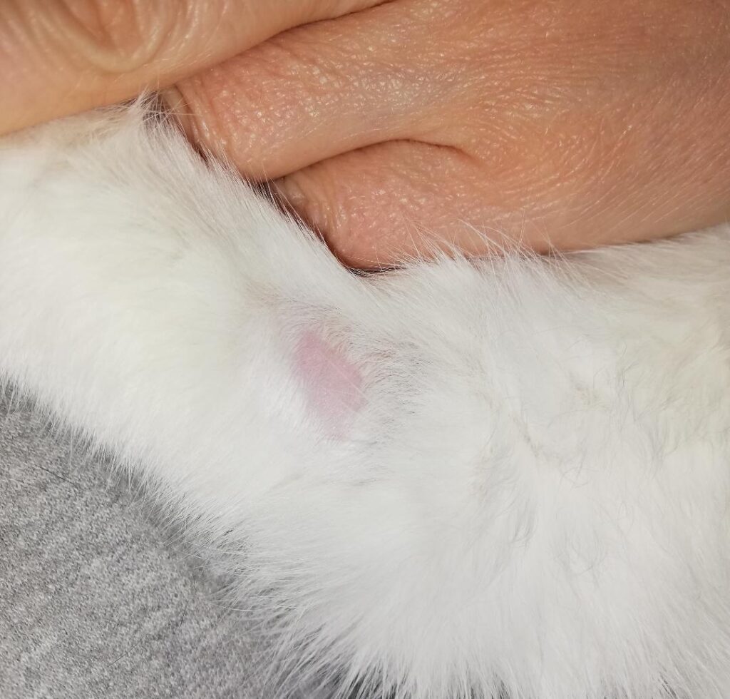 estrés en gatos