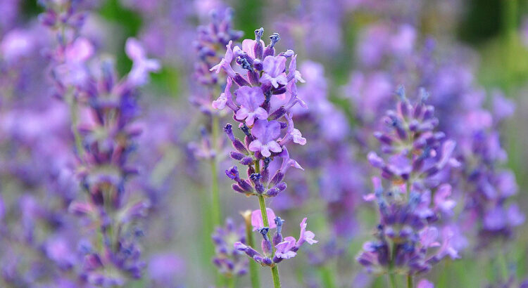 flor de lavanda