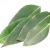 laurel