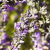 lavanda