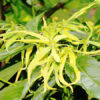 ylang ylang