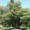 palo de ho