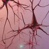 neuronas sanas
