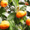 mandarins