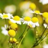chamomile